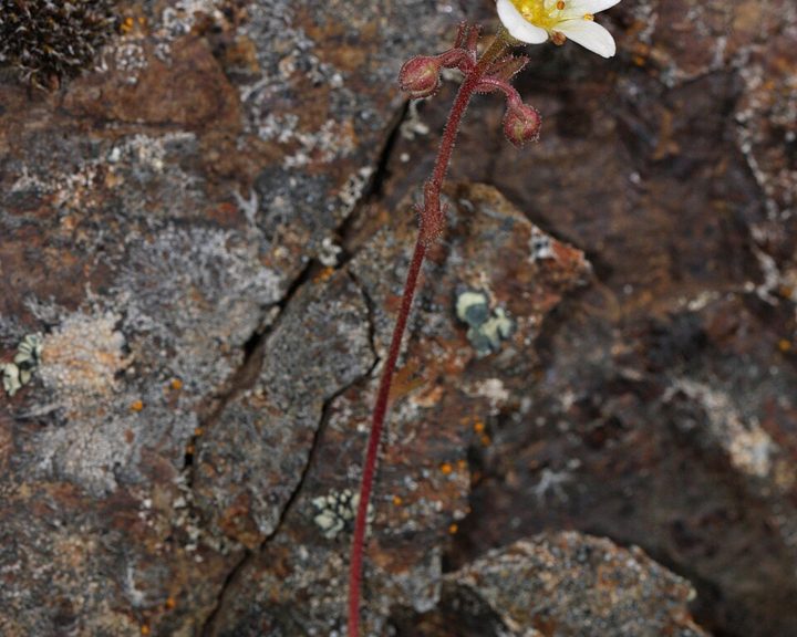 Tufted saxifrage