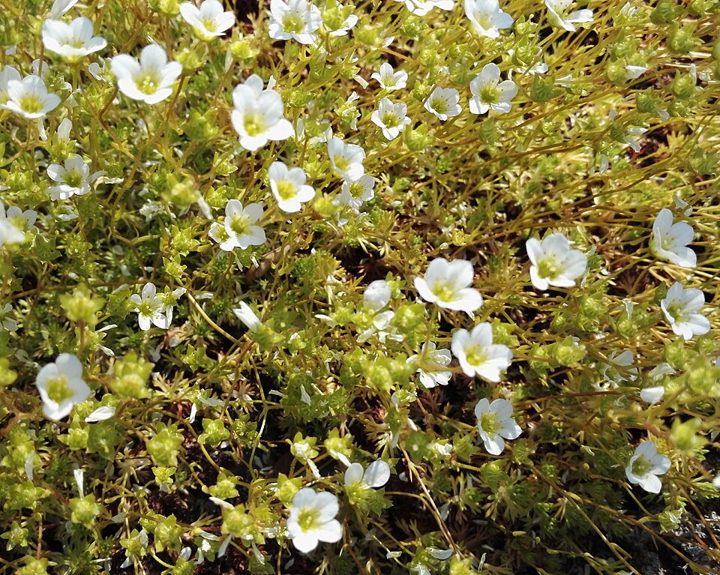 Mossy saxifrage