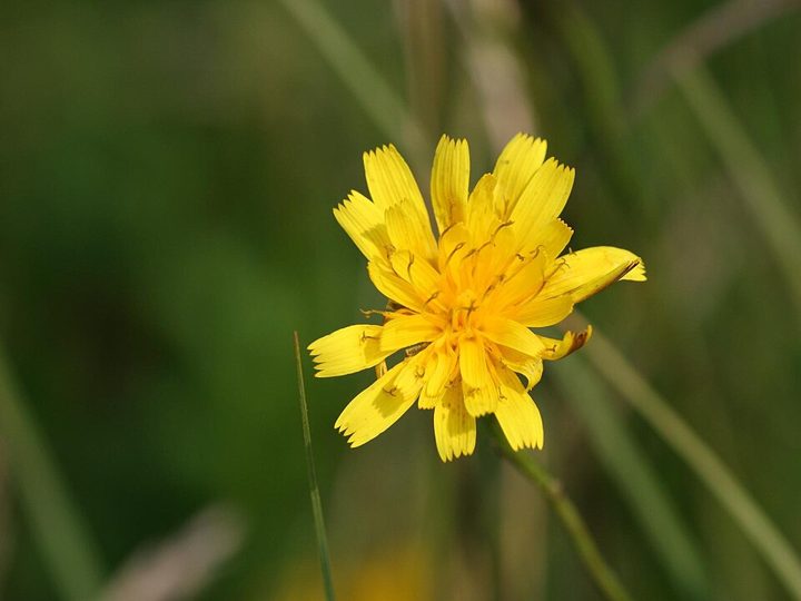 Autumn hawkbit