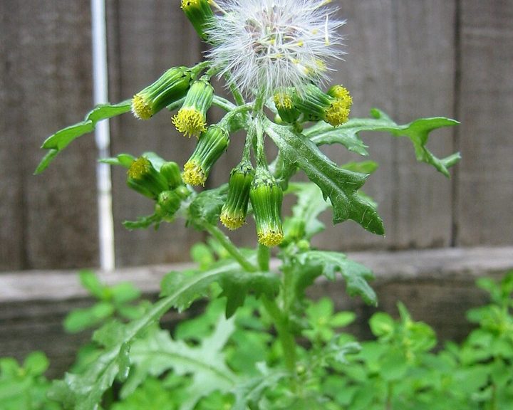 Groundsel