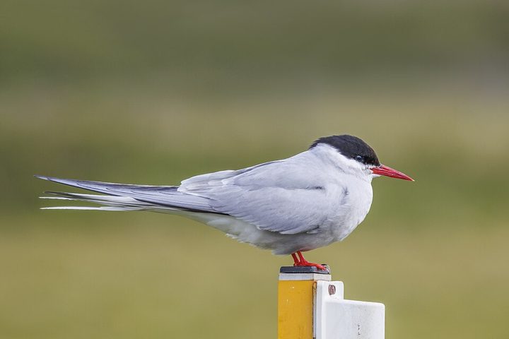 Arctic tern