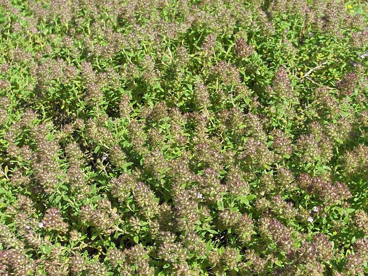 Arctic thyme