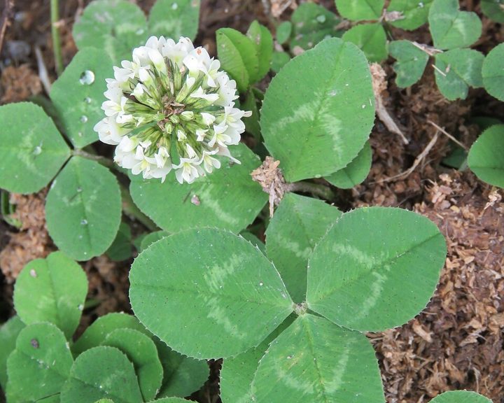 White clover