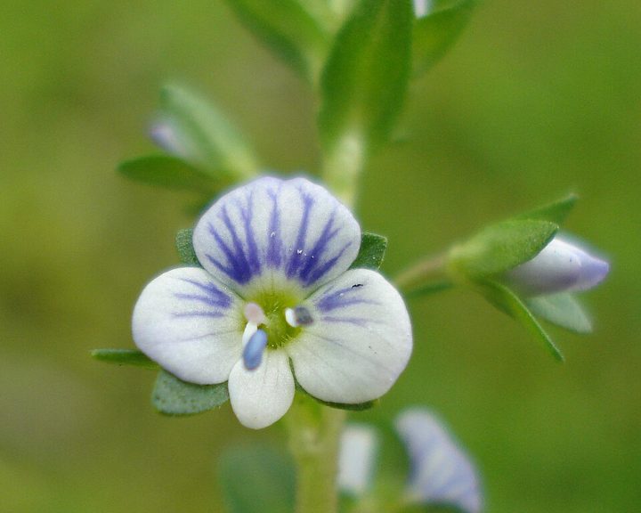 Thyme-leaved speedwell